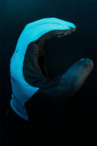 Bluegrass Union Glove Blue 4